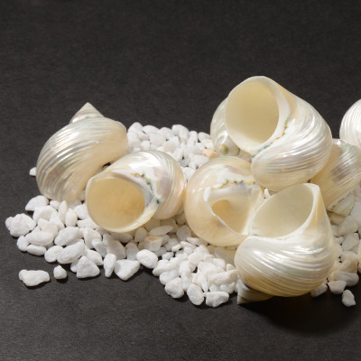 Large Pearled Natural Conch Shell Decor (12 Count)