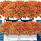 12 Stem Artificial Fall Flowers - Fade-Resistant Faux Plants for Indoor & Outdoor Decor
